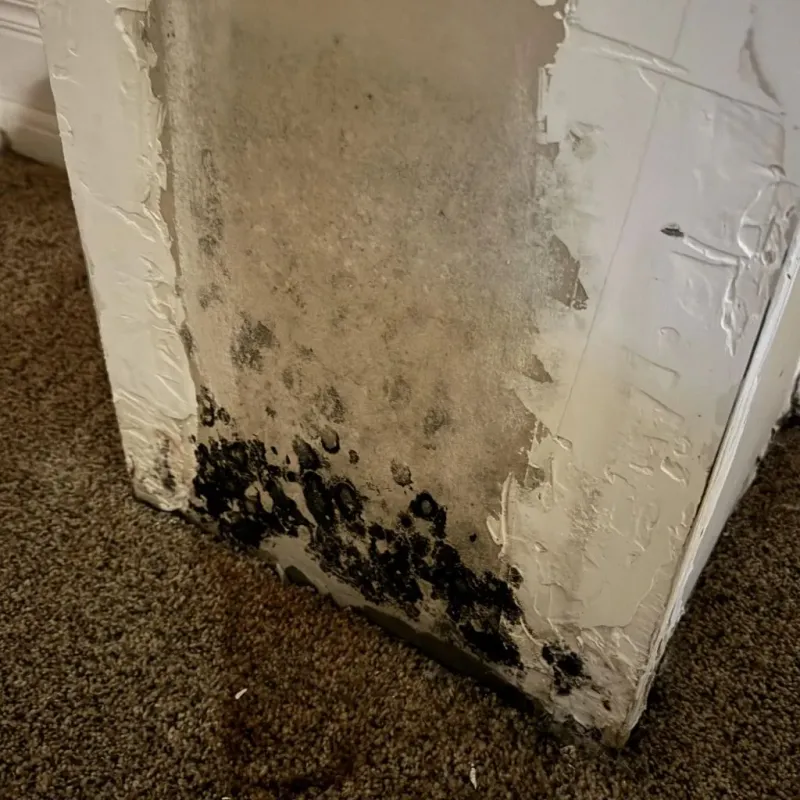 Professional Mold Removal in North Highlands, CA